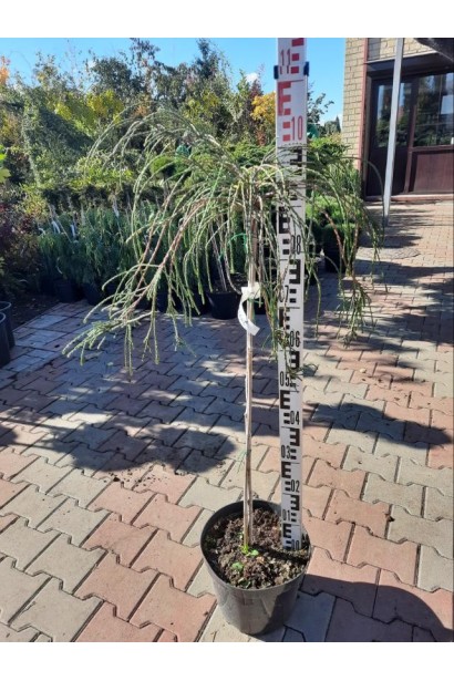 Туя складчаста Віпкорд - 10л/вис.100-110см/Ø40-50см/ШТАМБ 85см